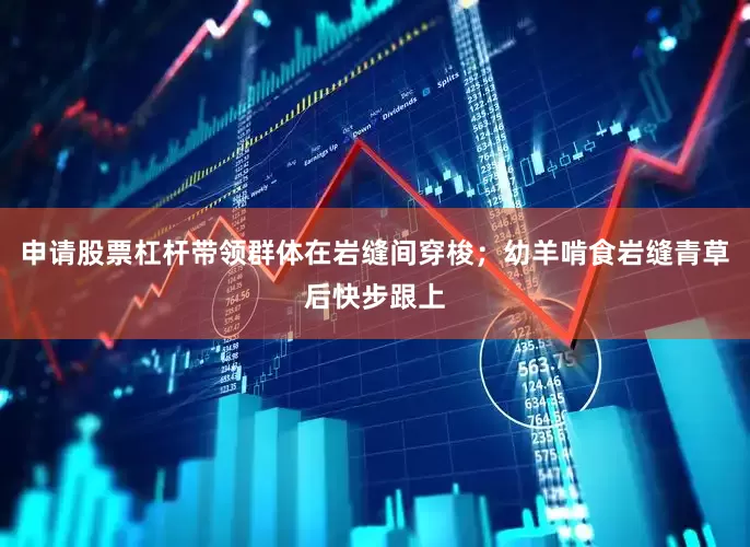 申请股票杠杆带领群体在岩缝间穿梭；幼羊啃食岩缝青草后快步跟上